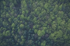 Carbon credits protecting forests use flawed calculations: study
