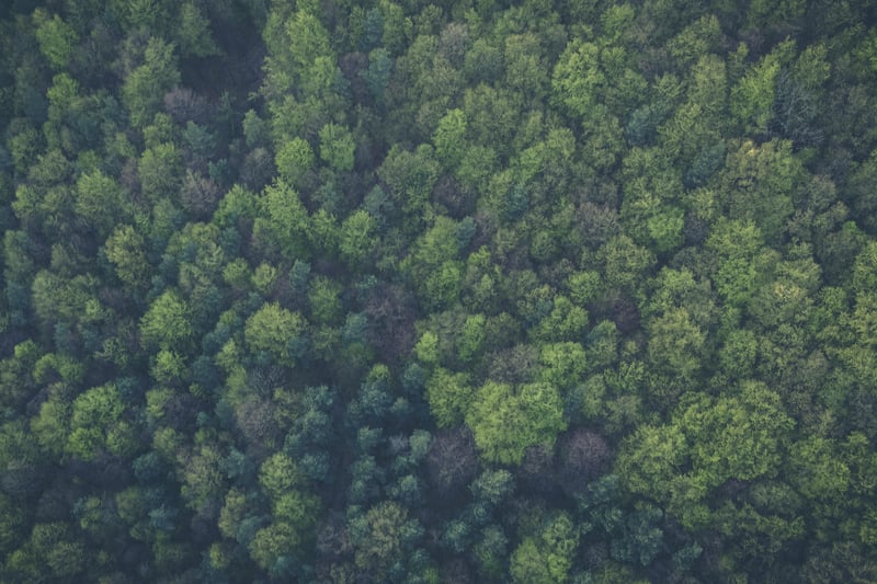 Carbon credits protecting forests use flawed calculations: study