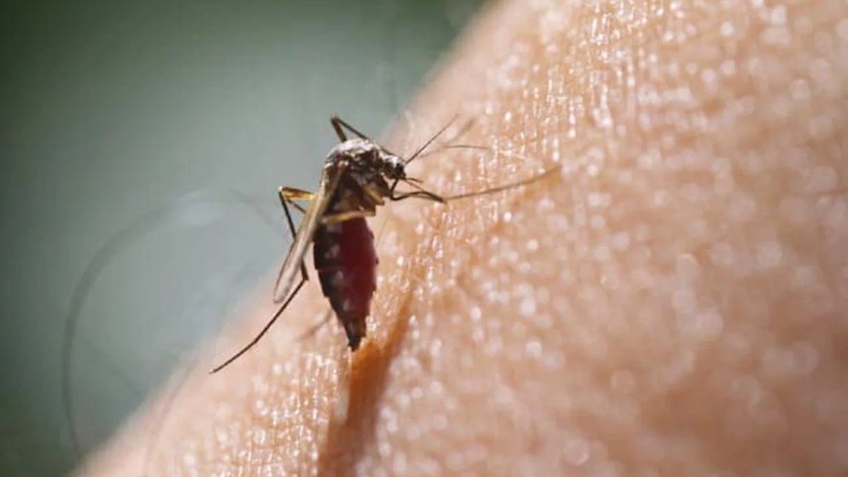 QC dengue cases decrease