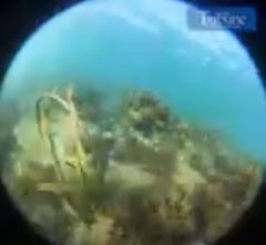 PROTECT MARINE LIFE