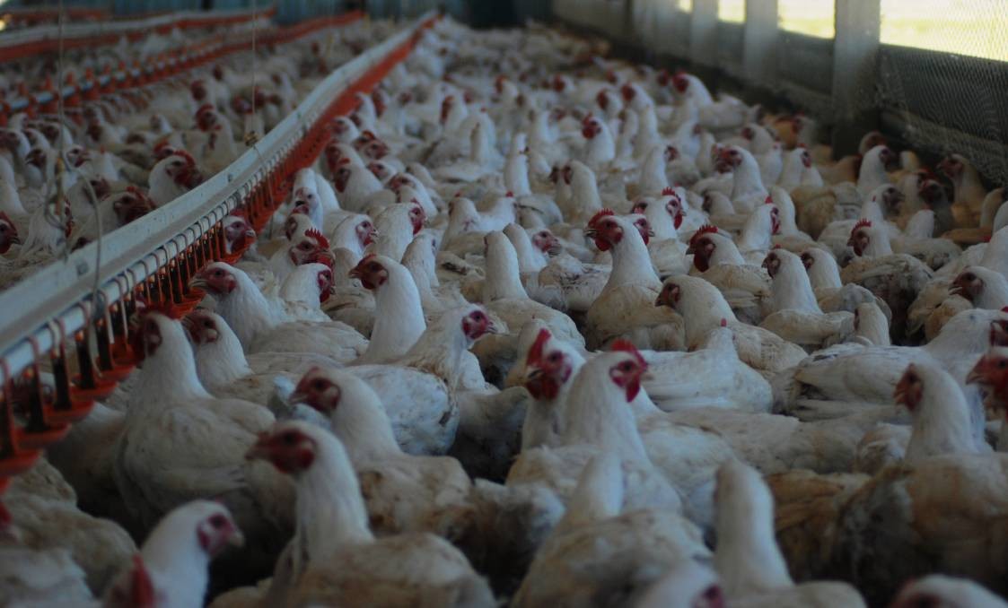 DA bans entry of Michigan poultry