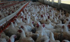 DA bans entry of Michigan poultry