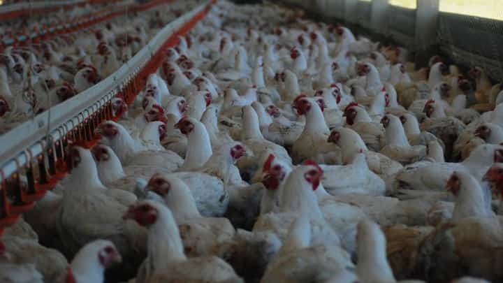 DA bans import of birds, poultry products from Australia
