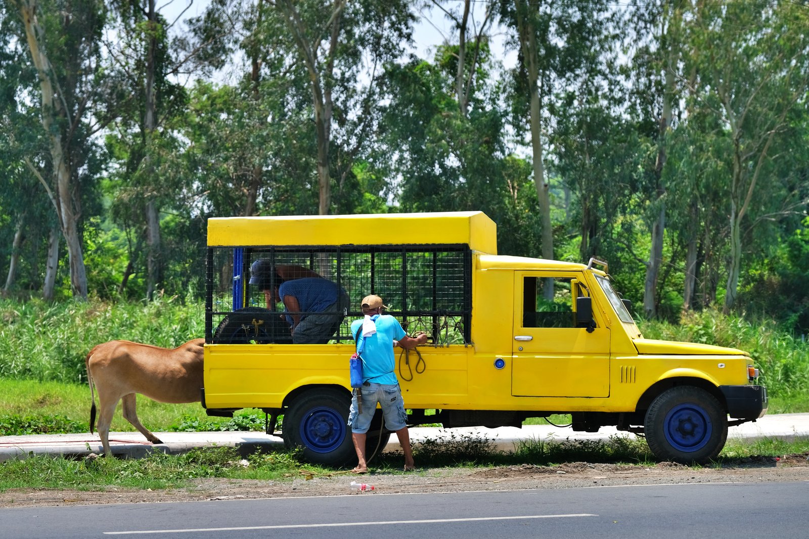 Buyers help a native cattle leap onto their vehicle after purchasing it for P30,000 from a raiser at a farm in Morong, Rizal, on Saturday, 15 June 2024.