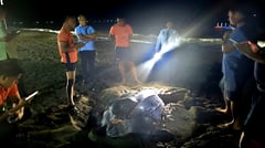 Leatherback turtle spotted nesting in Cagayan