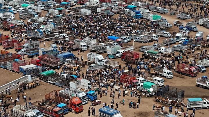 This aerial photo taken on May 22, 2024 shows people visiting a livestock market in Yili, in northwestern China's Xinjiang region.