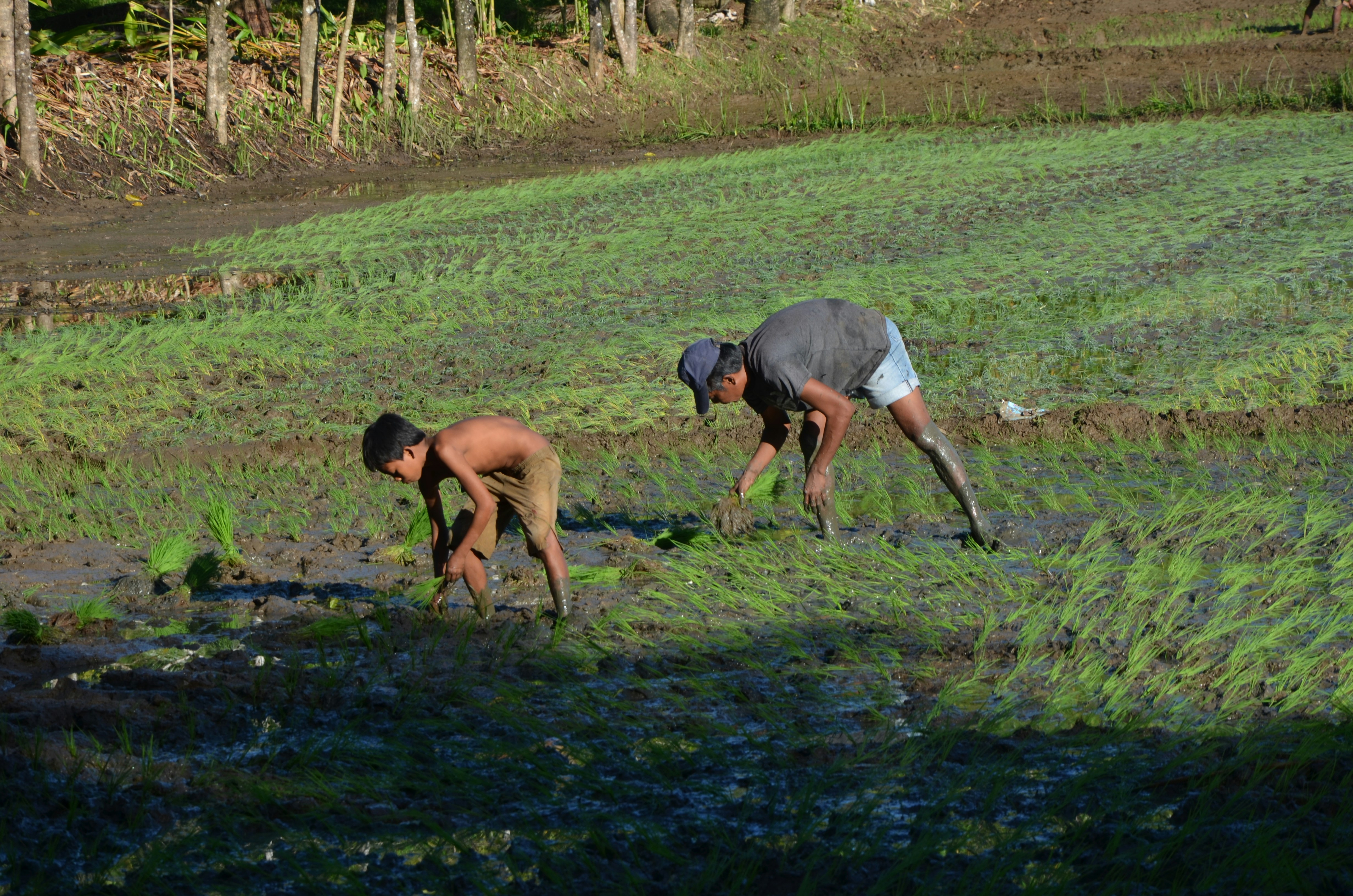 Phl-S. Korea celebrates 75 years of bilateral ties affirming agri-coop