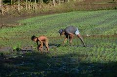 Phl-S. Korea celebrates 75 years of bilateral ties affirming agri-coop