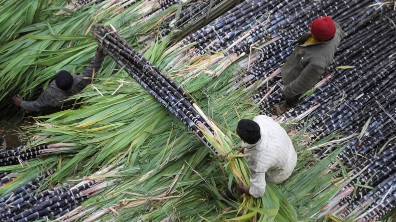 sugarcane