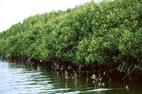 Filipinos account nat’l, int’l leaders for climate action
