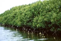 MANGROVE forests stand as the first line of defense during tropical cyclones.