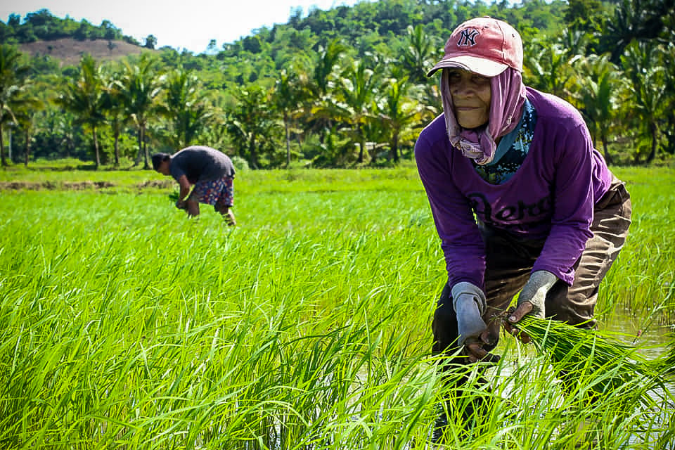 LOANS, TECH EMPOWER FILIPINO FARMERS