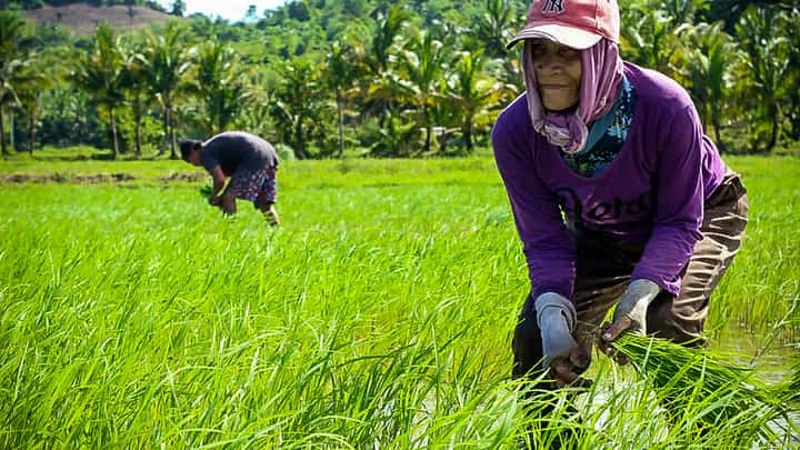 Rice farmer in Pampanga battles the heat to fulfill his mission of producing food amid challenges in the sector.