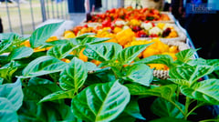 Chili fest