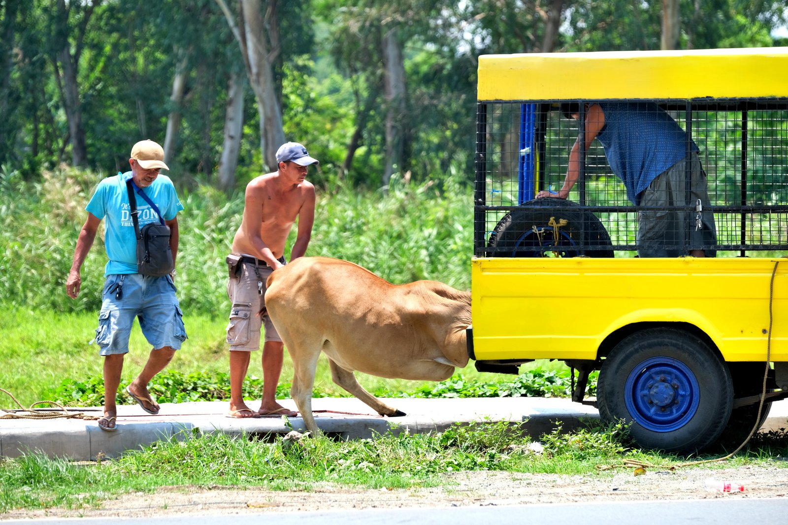 Buyers help a native cattle leap onto their vehicle after purchasing it for P30,000 from a raiser at a farm in Morong, Rizal, on Saturday, 15 June 2024.
