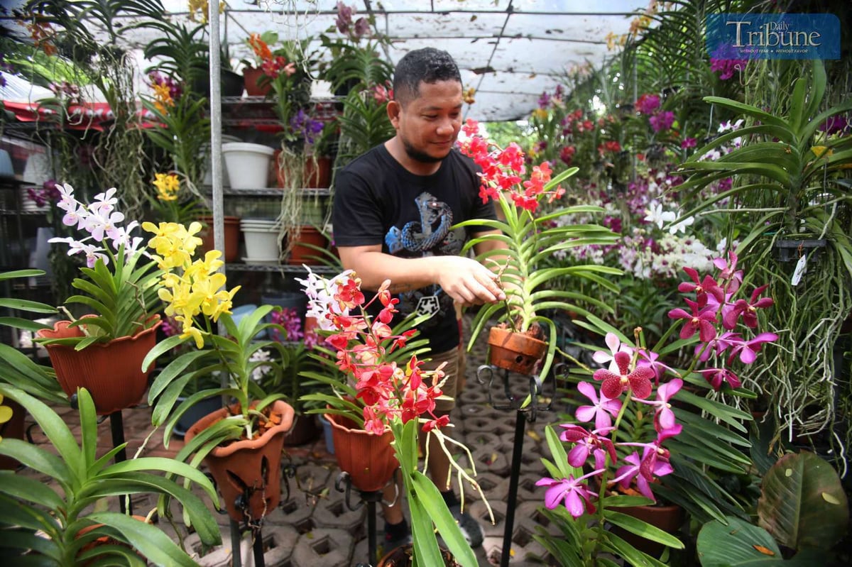 TRIBUNE-orchids
