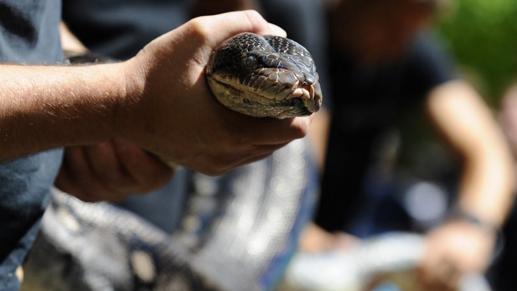 (FILES) Zoo workers hold a reticulated female phyton of 7 meters long and weighing 80 kg.