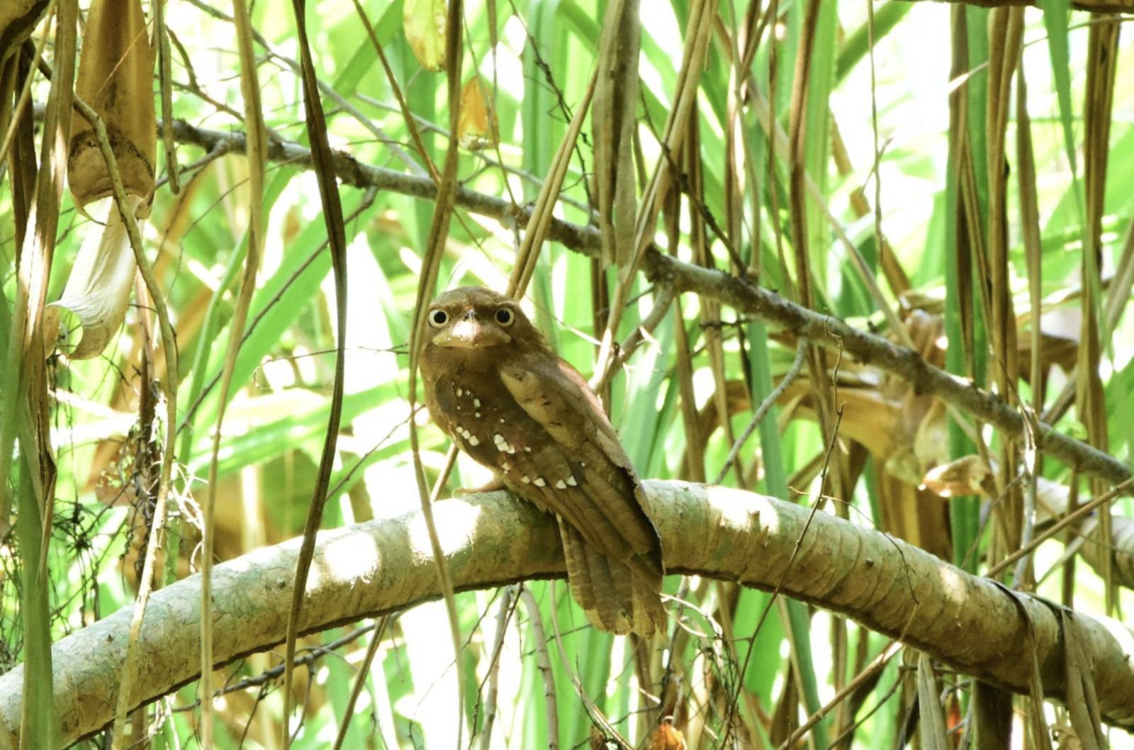 Gould’s frogmouth