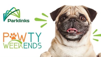 Celebration of dogs and community