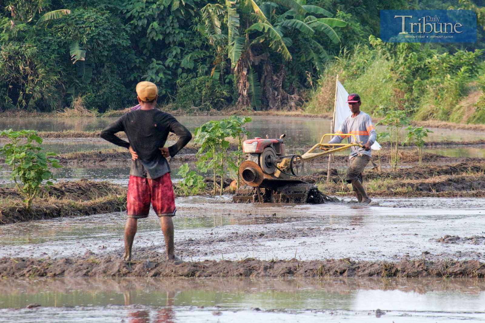 TRIBUNE-farmer-plowing