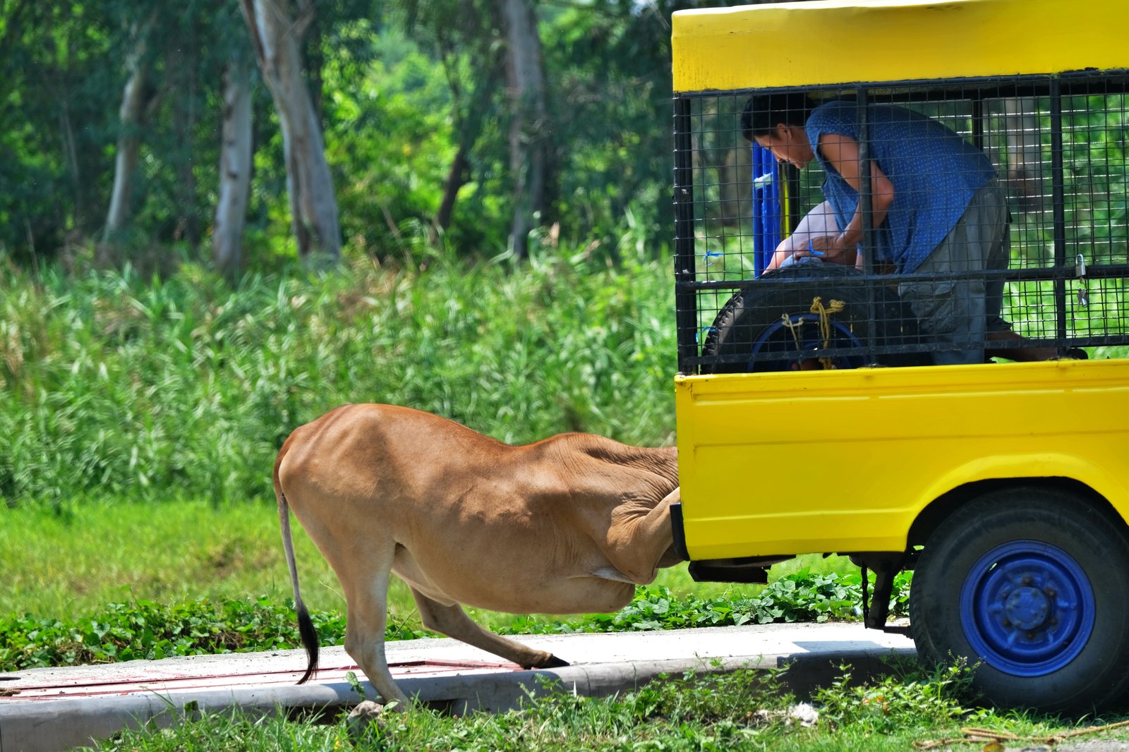 Buyers help a native cattle leap onto their vehicle after purchasing it for P30,000 from a raiser at a farm in Morong, Rizal, on Saturday, 15 June 2024.