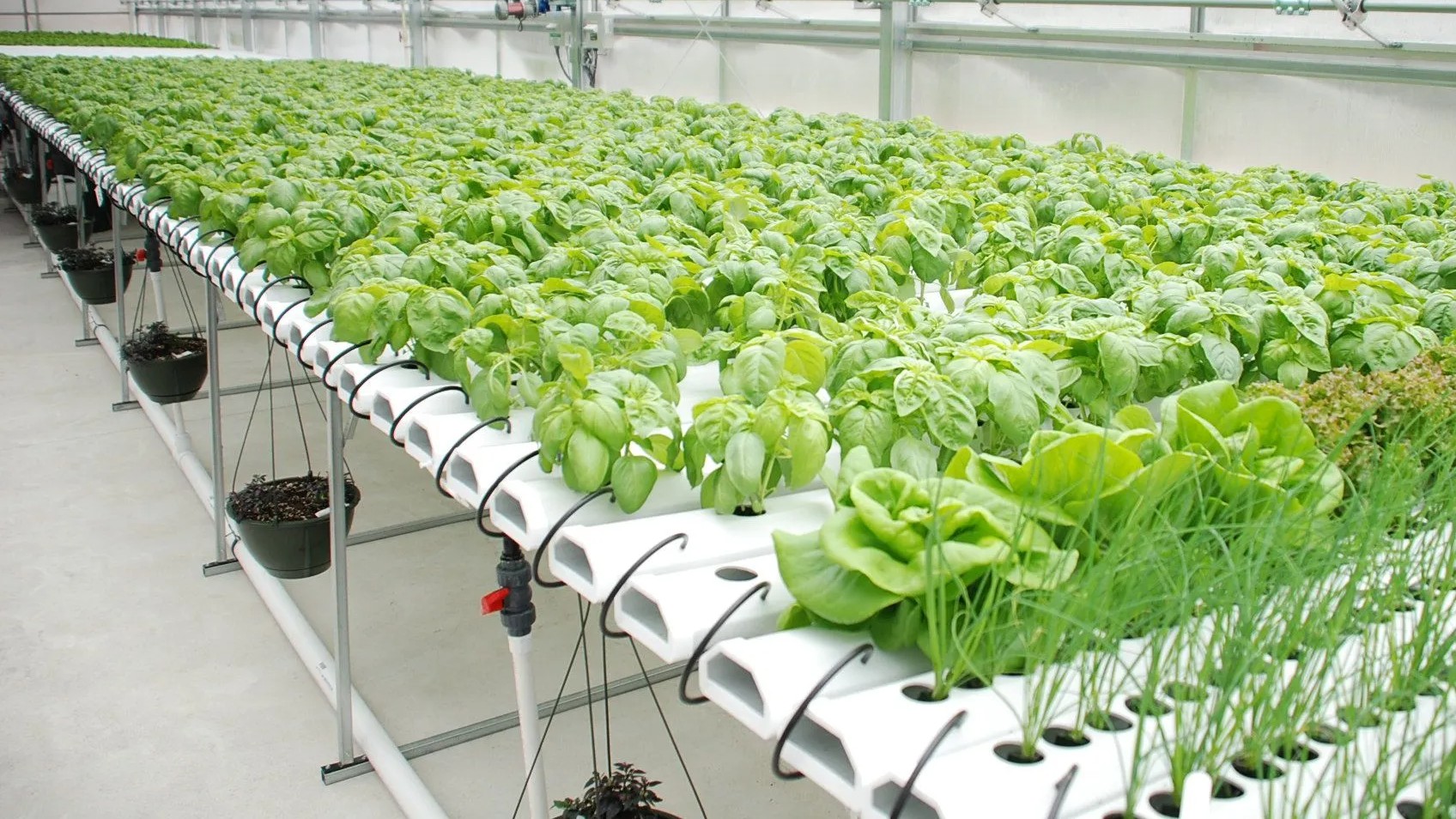 AI-powered indoor farms, agri’s future
