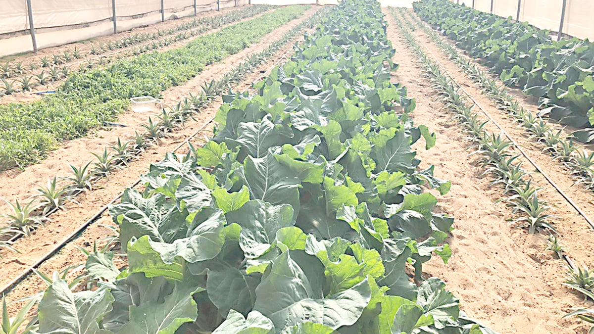 VEGETABLE patch in Negev desert by Ramat Negev Desert Agro-Research Center, part of the DeserTech community of Israel Innovation Institute. The center develops agriculture in the periphery of Negev highlands.