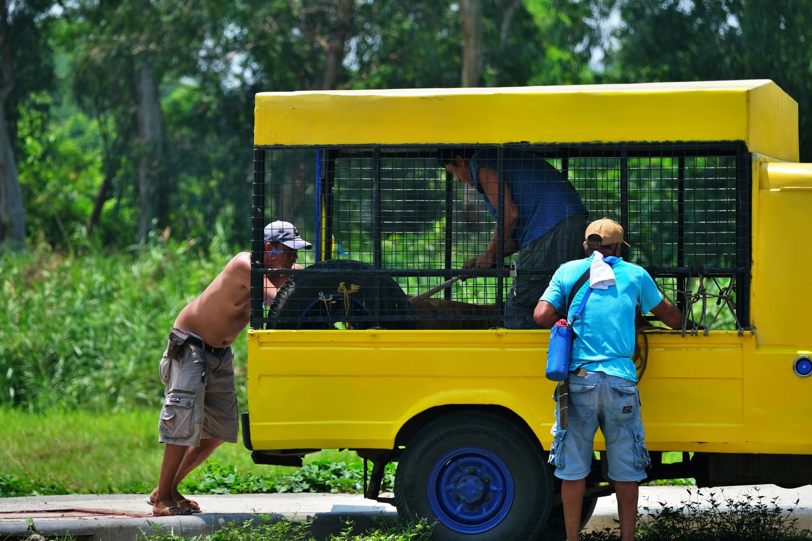 Buyers help a native cattle leap onto their vehicle after purchasing it for P30,000 from a raiser at a farm in Morong, Rizal, on Saturday, 15 June 2024.