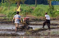 TRIBUNE-farmer-plowing