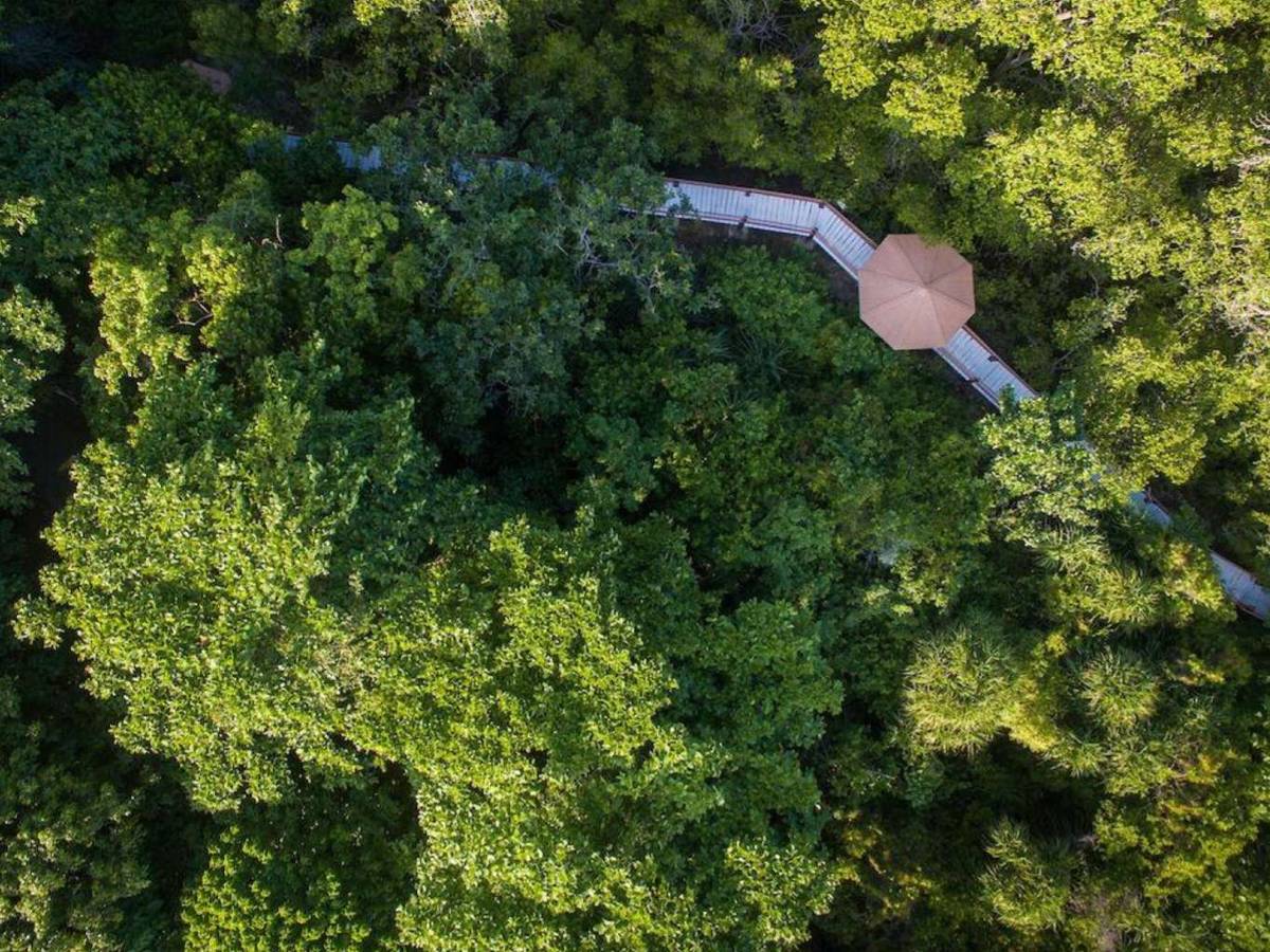 mangrove reforestation site