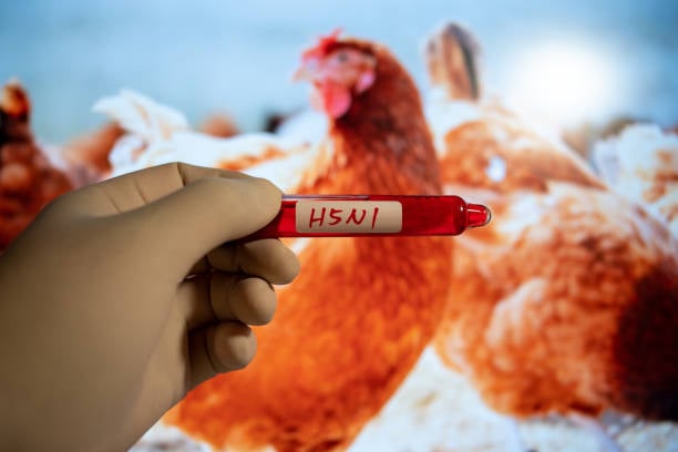 H5N1 bird flu infects Aussie girl, 2