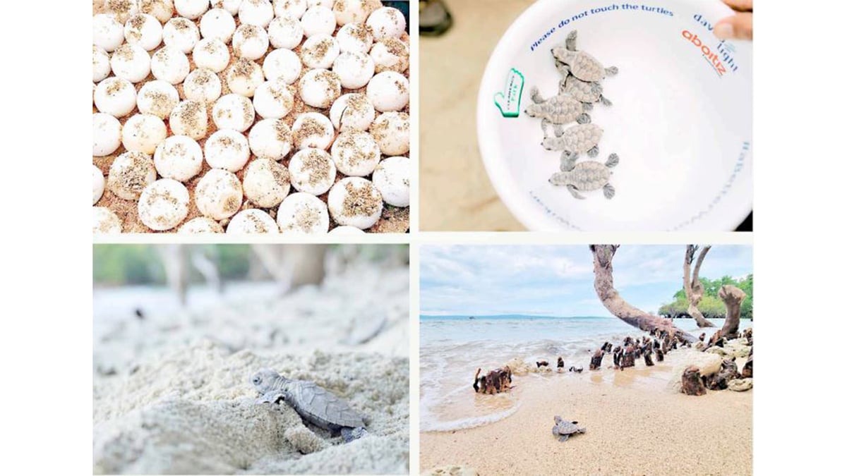 Hatched. A total of 9,507 sea turtle hatchlings have been hatched and released from the Aboitiz Cleanergy Park since 2014, according to Davao Light. Photo is courtesy of the distribution utility.