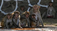 Thirsty monkeys drown in well
