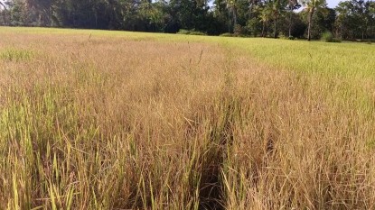 DA: El Niño damage to crops minimal
