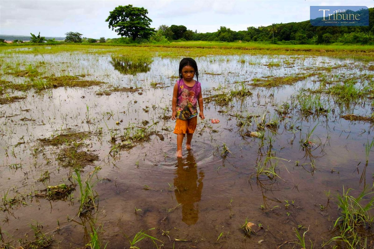 TRIBUNE-RiceFields