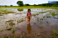 STROLLING ALONG THE RICE FIELDS