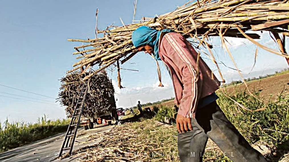 RSSI infestation spreads to over 7,000 hectares of sugarcane farms in Iloilo