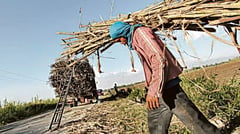 RSSI infestation spreads to over 7,000 hectares of sugarcane farms in Iloilo