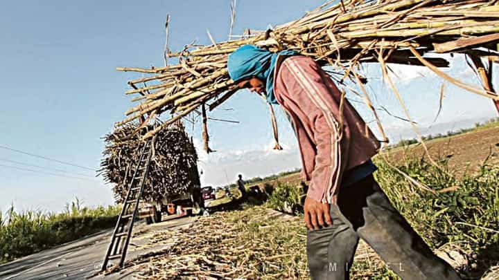sugar-cane-field