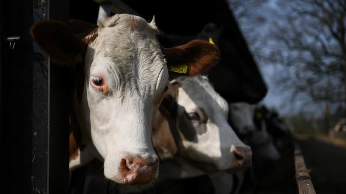 Live cattle imports from UK banned