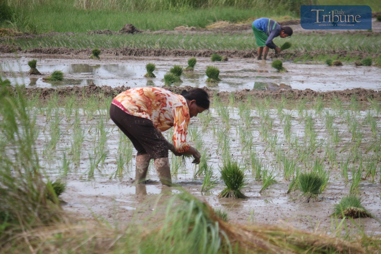 Central Luzon leads farm output in 2025
