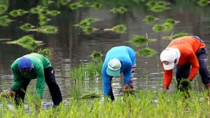 FARMERS