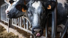 Denmark to introduce world’s first livestock carbon tax
