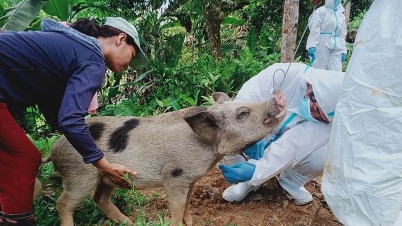 8 barangays in Calatagan ASF infected