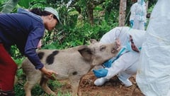 8 barangays in Calatagan ASF infected