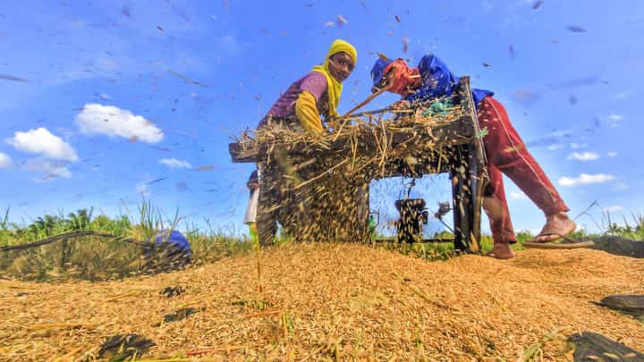 Sowing prosperity: DA’s evolving plan
to boost agriculture