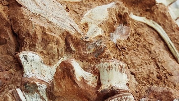'Well-preserved' dinosaur fossil revealed by Brazilian flood