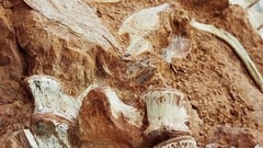'Well-preserved' dinosaur fossil revealed by Brazilian flood
