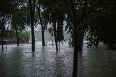 MTFI pushes national million trees program for watershed restoration