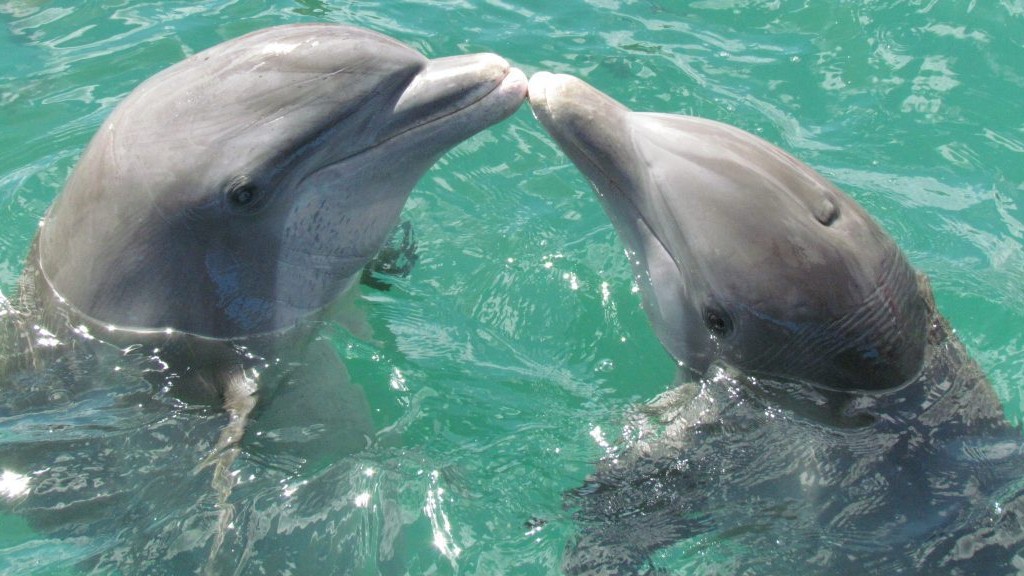 Love knows no species: Even dolphins celebrate International Kissing Day with a playful smooch